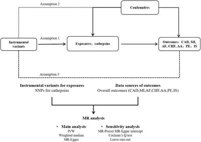 Relationship between cathepsins and cardiovascular diseases: a Mendelian randomized study